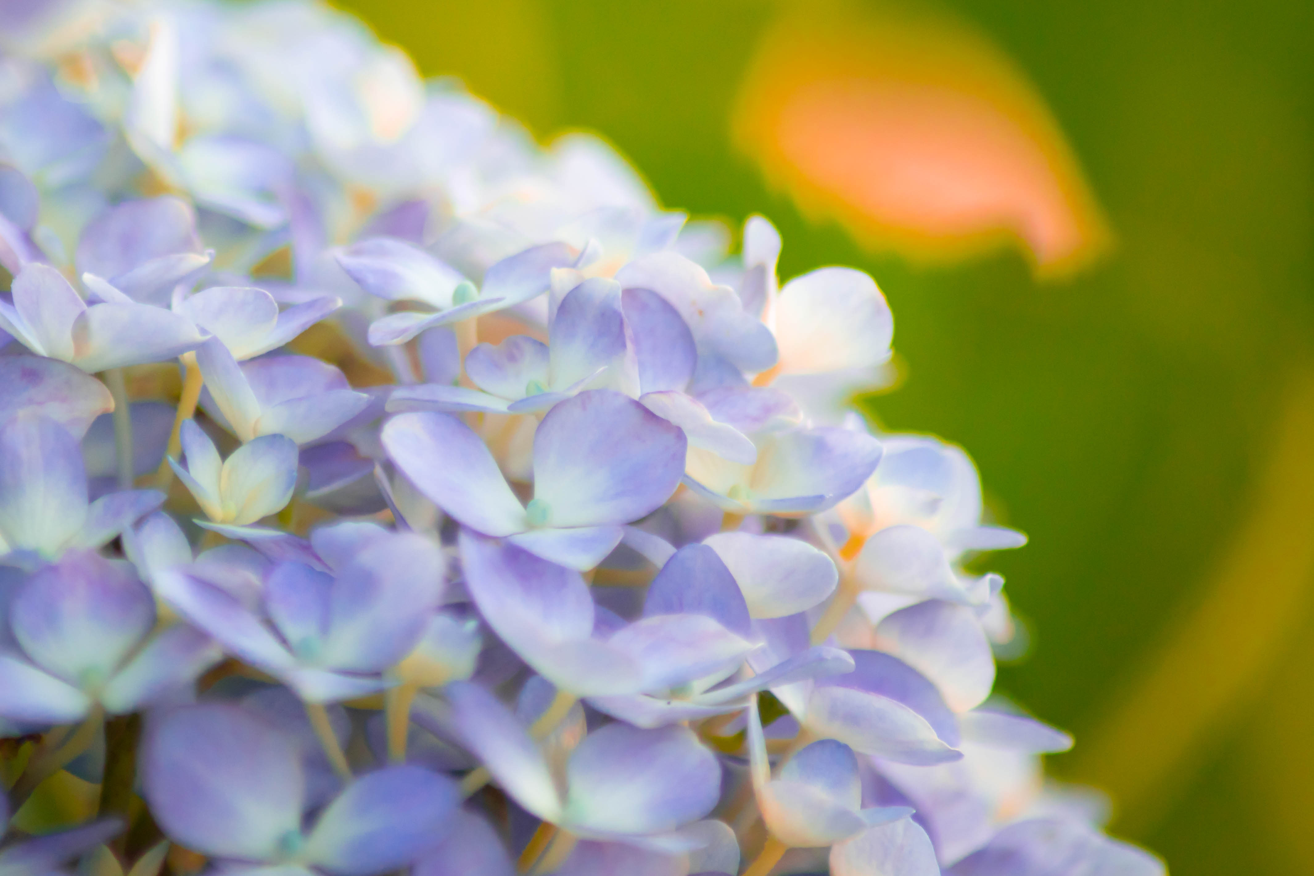 吉備津神社でハートの紫陽花 いさおブログ